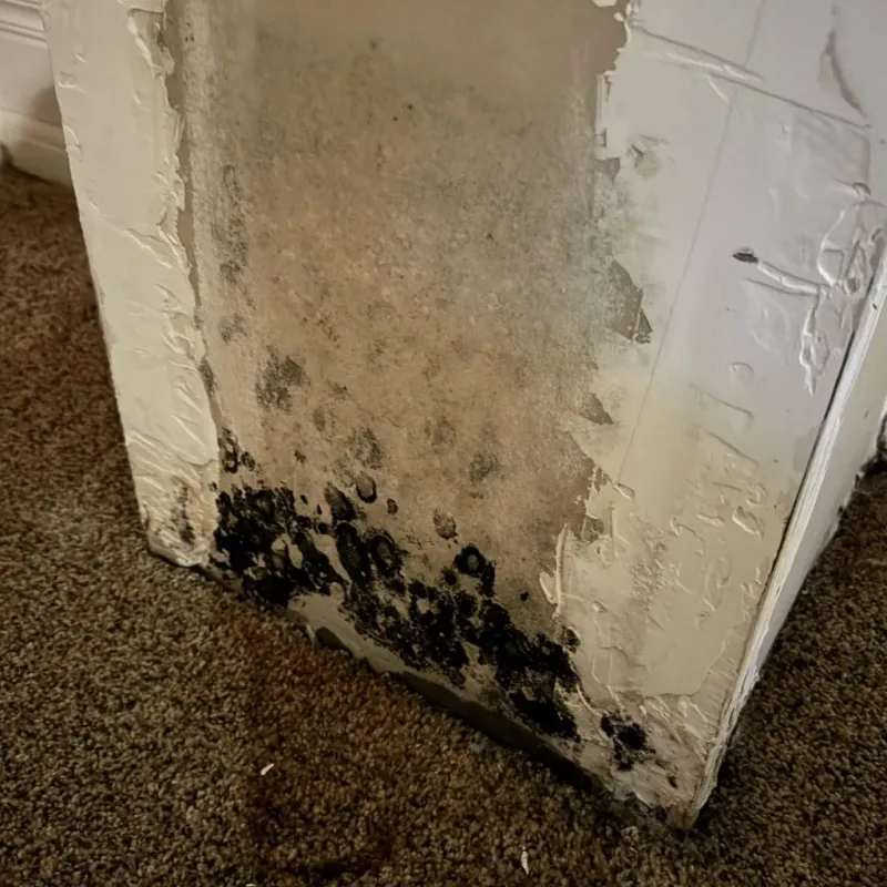 Professional Mold Removal in New Boston, NH